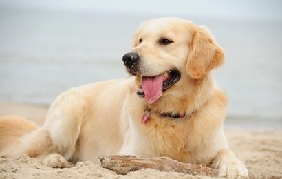 Urlop z psem w Lazurowe Wybrzeże